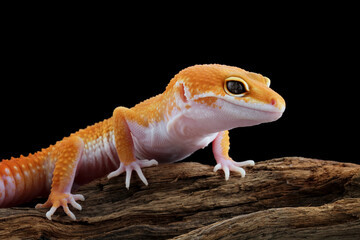 Leopard gecko lizard on wood with black background, eublepharis macularius