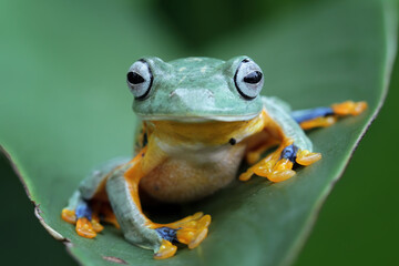 Javan tree frog on a leaves, flying tree frog, Rhacophorus reinwardtii