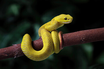 Yellow viper snake on branch, Yellow White-lipped Pit Viper (Trimeresurus insularis)