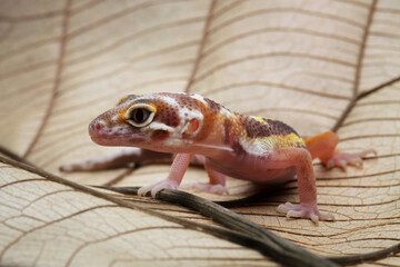 Leopard gecko lizard on a dry leaf with black background, eublepharis macularius