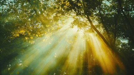 Obraz premium Golden sun rays streaming through lush green trees, creating a tranquil and serene atmosphere in a forest setting.