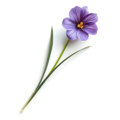 Fototapeta premium Blue Eyed Grass Isolated on White Background. Beautiful Blue Eyed Grass Flower