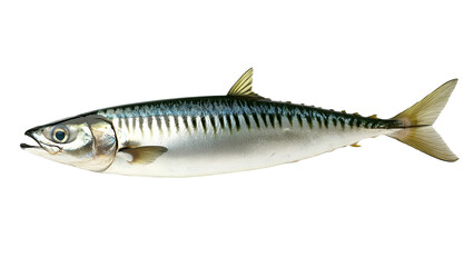 Naklejka premium Atlantic Mackerel - High-Resolution Image of a Fresh Sea Fish