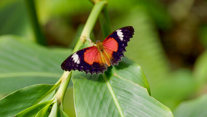 view from behind and above of a male red lacewing butterfly resting on a leaf in north qld, australia