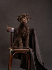 A brown Italian Water Dog perches attentively on an antique wooden chair draped with a dark cloth,...