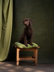 A brown Italian Water Dog sits elegantly on a rustic wooden stool against a green draped...