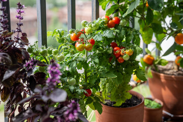 Homegrown small bush of balcony cherry red tomato, basil, tangerine citrus in pots growing on...