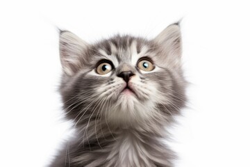 photograph of Funny big gray kitten Cute fluffy cat licks its lips Isolated on white background.