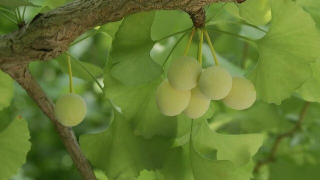 Tokyo, Japan -August 21, 2024: Fresh immature gingko nuts on a tree