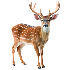 Obraz premium Majestic Spotted Deer: A graceful and elegant spotted deer with antlers stands proudly, its gaze captivating, against a pristine white background. This captivating image evokes a sense of tranquility