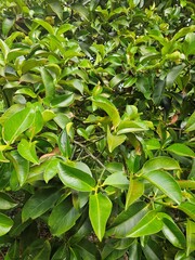 Fototapeta premium Close up of mangosteen leaves in the garden at Mekong Delta Vietnam. 