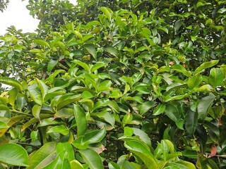 Close up of mangosteen leaves in the garden at Mekong Delta Vietnam.
