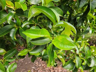 Close up of mangosteen leaves in the garden at Mekong Delta Vietnam.
