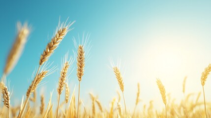 Fototapeta premium Organic wheat field, golden ears swaying in wind, 3D illustration