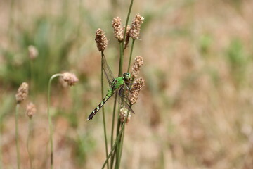 Green Darner Dragonfly