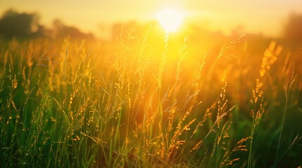 Fototapeta premium Free good morning scene wallpaper background photo
