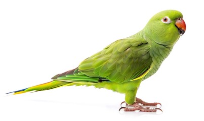 Bird of the green parakeet, isolated on a white background, Generative AI.