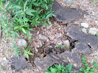 An old stump with a hollow interior and new greenery growing from it