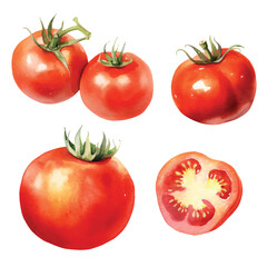 watercolor painting of tomato four collection isolated