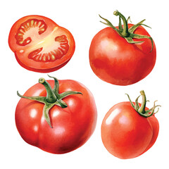 watercolor painting of tomato four collection isolated