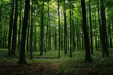 Fototapeta premium A serene forest filled with tall trees and lush green foliage, perfect for nature lovers and outdoor enthusiasts.