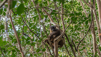 Common brown lemur Eulemur albifrons is sitting on the branches of a tree among the foliage. Fluffy fur, bright orange eyes, an attentive look at the camera. Madagascar. Vakona Forest Reserve