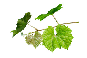 Grape leaves isolated on white background, clipping path