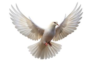 Flying White Dove of Peace on Transparency Background