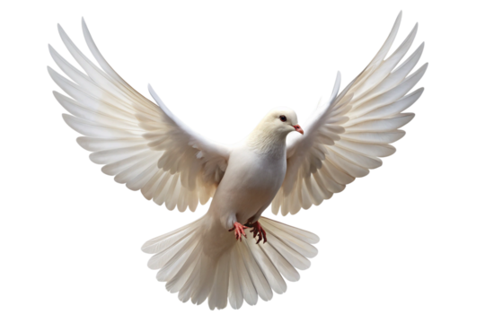 Flying White Dove of Peace on Transparency Background