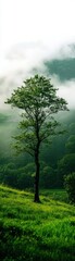 Fototapeta premium A solitary tree stands in the misty landscape, surrounded by lush green hills and clouds, evoking serenity and nature's beauty.
