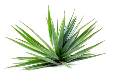 Fototapeta premium Yucca Isolated on White Background. Beautiful Yucca Flower