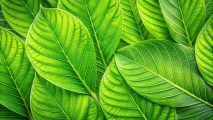 Green leaf texture background with fresh and vibrant shades of green, green, leaf, texture, background, nature, plant