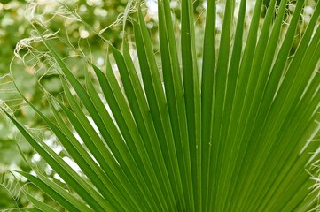 The background is a green palm leaf