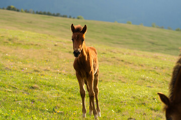 Young foal standing in grassy field