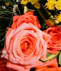 Closeup shot of blooming pink roses by morning sunlight.