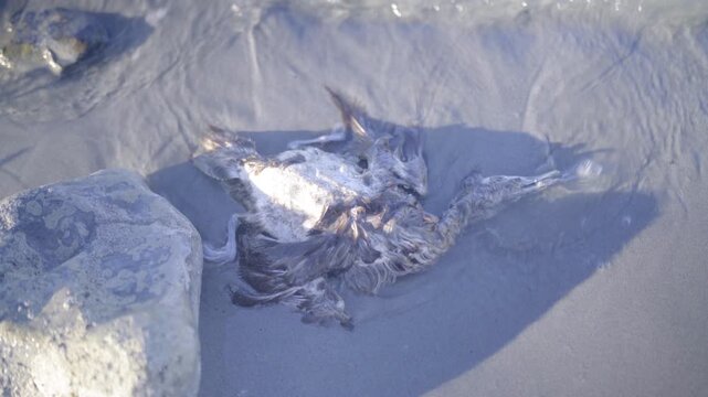 Lockdown Shot Of Sea Waves Splashing On Dead Bird At Beach - UT, 
Salt Lake City, United States of America