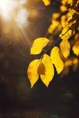 Obraz premium Beautiful blurred autumn background with yellow-gold leaves in the rays of sunlight on a dark natural background. 