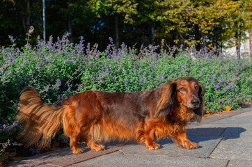 Small red dachshund looking ahead, beautiful longhaired dog standing in garden on stone pathway at sunny day