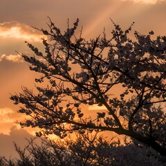 Obraz premium silhouette of sakura tree cherry blossom tree 