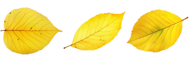 Fototapeta premium Three yellow autumn leaves isolated on white background, symbolizing nature and seasonal change