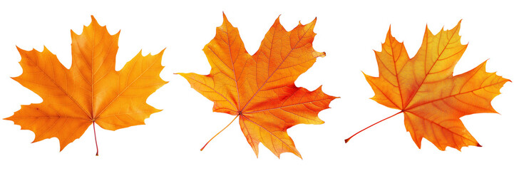 Fototapeta premium Three vibrant orange maple leaves showcasing autumn beauty and seasonal change