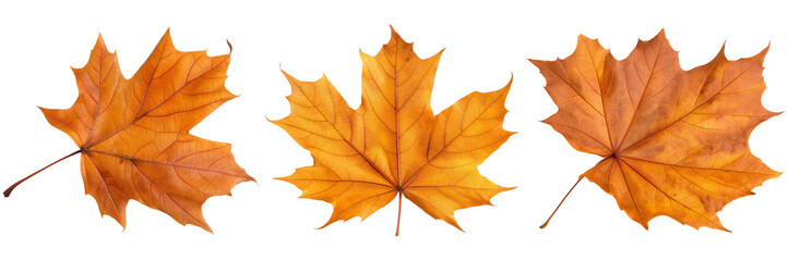 Obraz premium Three orange autumn leaves isolated on a white background. Symbol of fall, nature, and seasonal change.