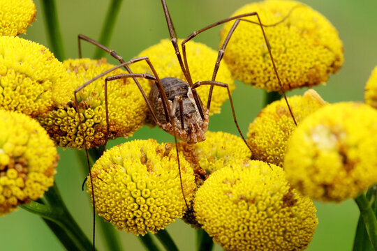 Crane fly