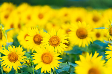 大輪のひまわり　夏イメージ　