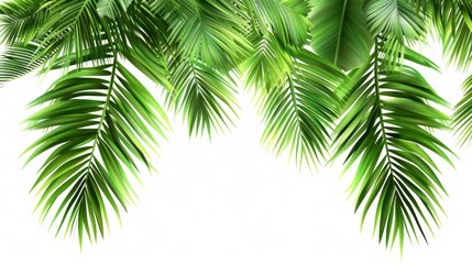 Fototapeta premium Coconut palm tree leaves on white, tropical summer theme.