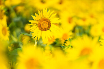 大輪のひまわり　夏イメージ　