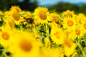 大輪のひまわり　夏イメージ　
