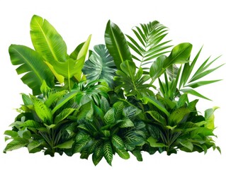 Floral arrangement, tropical foliage plant, jungle backdro