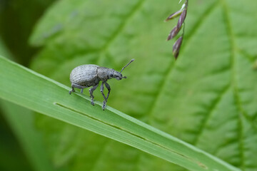 Closeup on the small grey European plant parasite marram weevil, Philopedon plagiatum perched on a...