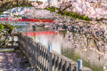 春の小田原城址公園、桜咲くお堀の風景【神奈川県・小田原市】　
Scenery...